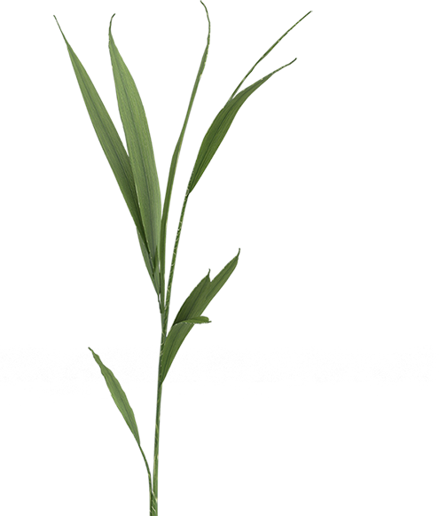 1-plant.png